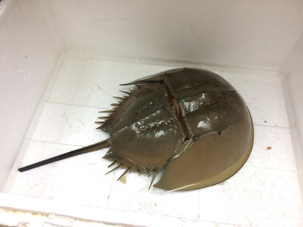 食べるつもりで中国の市場で買ったカブトガニ カブたん との日々 2ページ目 Togetter