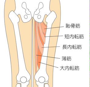 医学ゴロbot Di Twitter 解剖学 大腿内転筋群 白鳥短大恥知らず 白 薄筋 鳥 長内転筋 短 短内転筋 大 大内転筋 恥 恥骨 筋 白鳥という名の短大に通っている人は恥じることを知らない という意味 T Co Mwbbslt9j8