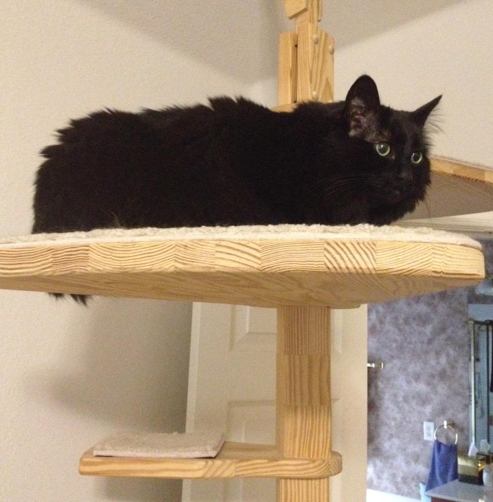 txLoLo's tweet photo. I love my 3 #longhaired angels, but this time of year I'm buried in #cat #fur !!! #sheddingproblems #furminator http://t.co/2NFYoTVHcf