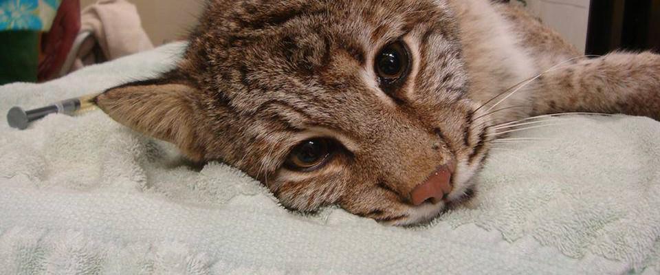 dodo's tweet photo. A lucky bobcat's brush with death reveals the serious dangers of snare traps http://t.co/u2EV3S5QZF http://t.co/QWr8CDExzG