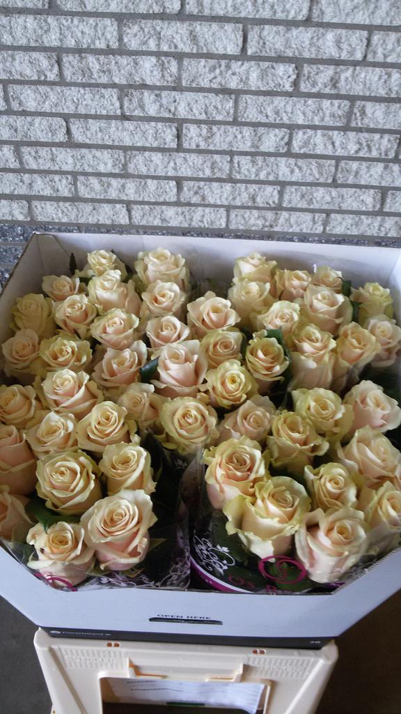 Morgen deelnemen aan <a href="/VGBBloemenPlant/">VGB</a> Handelskeuring Roos 2015! #Talea+ favoriet?