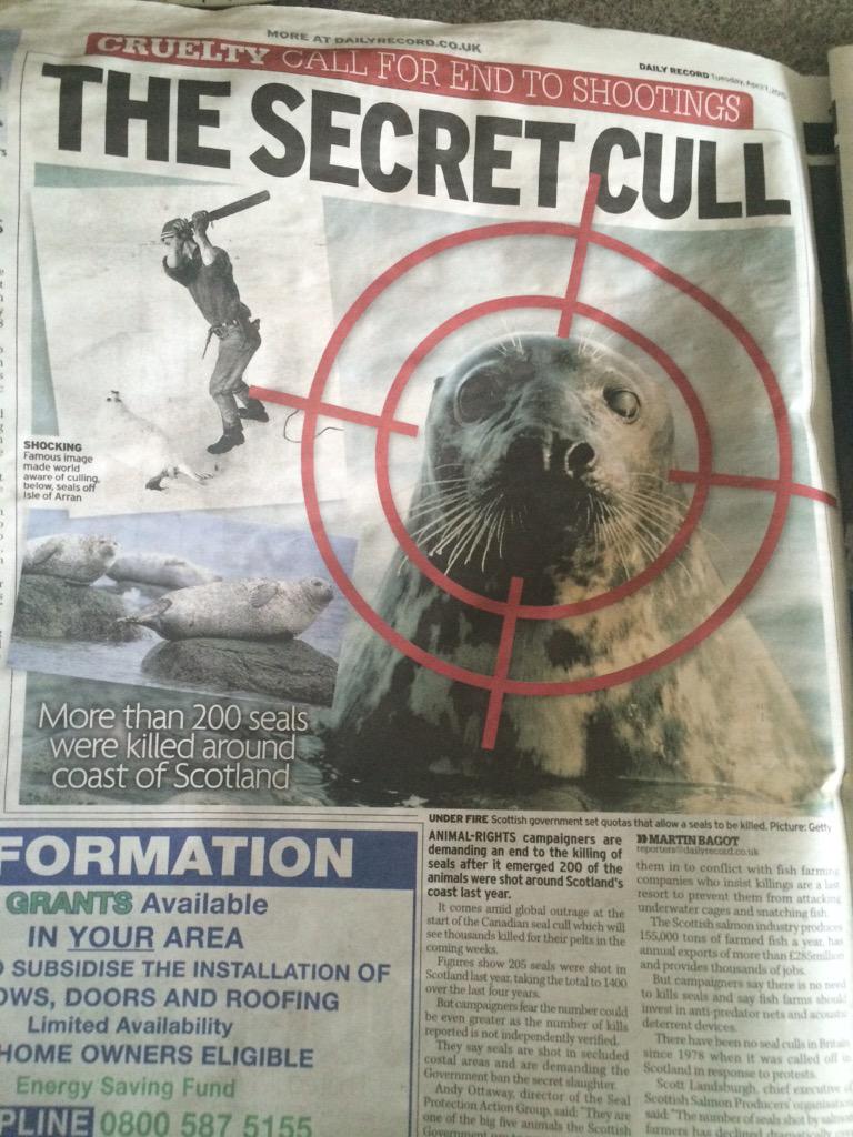 danielscaitlin1's tweet photo. "@Animals1st: Article about Scotland's Seal Cull #nrt255 @Daily_Record http://t.co/DiCgnS8GUv"