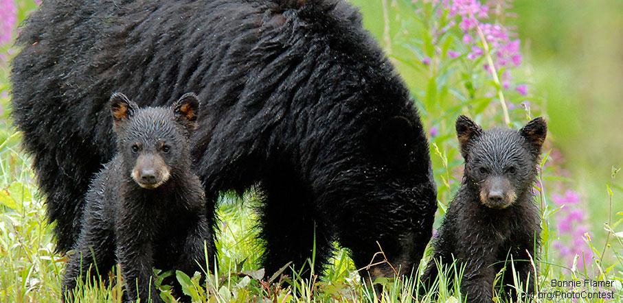 NWF's tweet image. We enjoy the warmth &amp;amp; daylight of spring -- but it's essential for wildlife: bit.ly/1xX1XkK #springfever