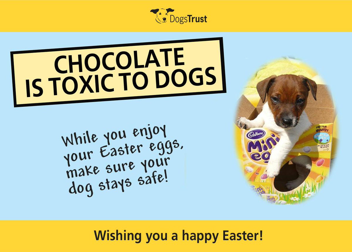 DogsTrust's tweet image. Please keep your dogs safe this Easter, and follow these simple rules... #chocsaway dogstrust.org.uk/whats-happenin…