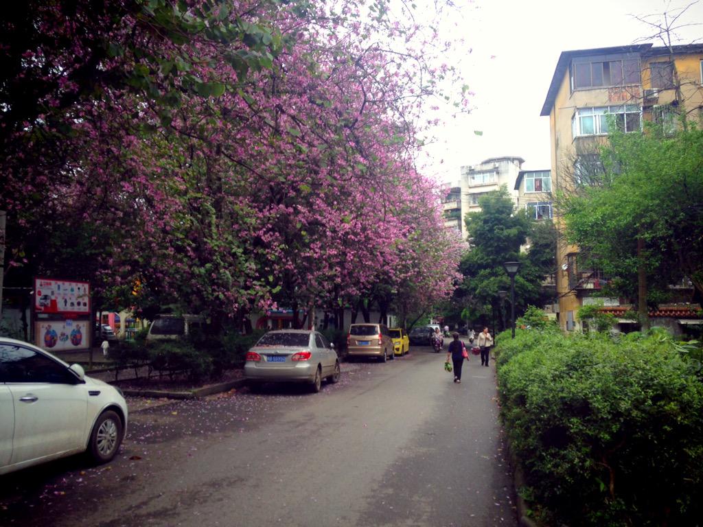 cq0919's tweet photo. 又到满城花开时。 http://t.co/CVzRxhZltx