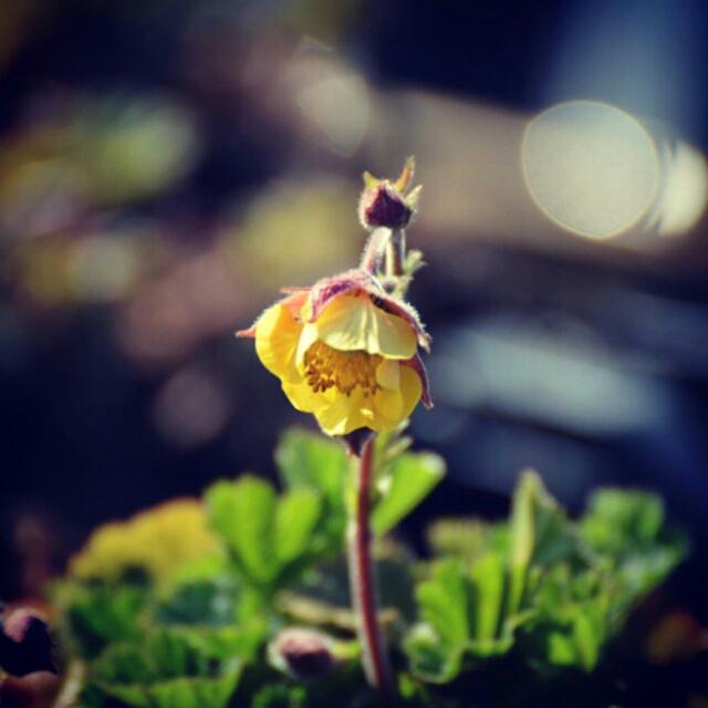 Arborea_Farm's tweet photo. #spring Geum rivale 'Farmer John Cross'
is blooming in our #waterplants nursery http://t.co/VjRjLAPrnR