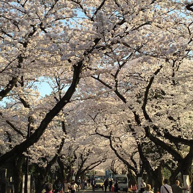 HowardLask's tweet image. Sakura, Yanaka
