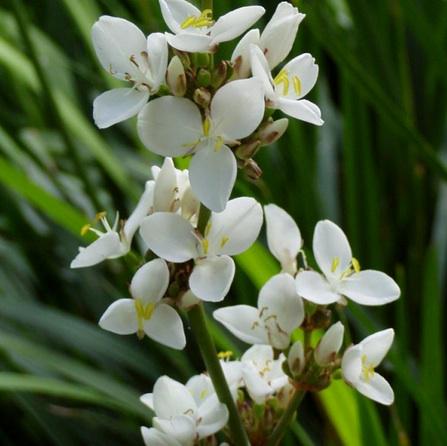 Kiwi_Plants's tweet photo. Libertia grandiflora is an evergreen perennial with clusters of white flowers http://t.co/U40lfFi7J7 http://t.co/uluWieuehD