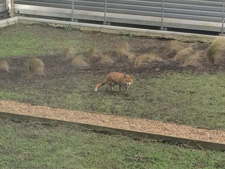 theosysbio's tweet image. Students are all gone but our #impcol fox is back on the roof.
