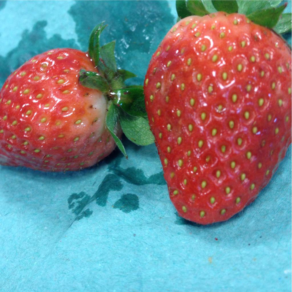 shinyshona's tweet image. Nice sunny walk this morning and strawberries in work! #TuesdayCheer