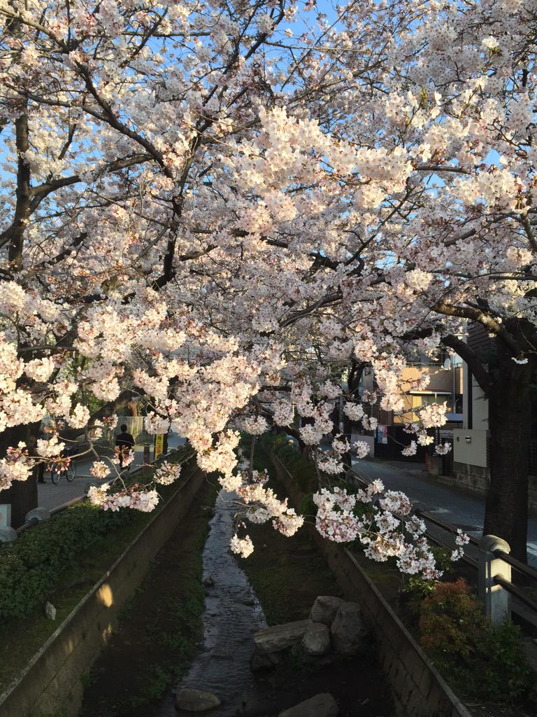 ftd3dym23's tweet photo. 今朝の呑川 満開 http://t.co/BPpbXEJ2AH