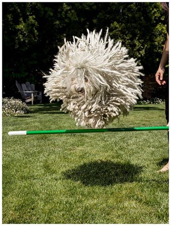 mukasa23's tweet image. "@dmumbere: So this thing has two million likes on Facebook!! And no, it's not a moper, it's a dog #ThingsWeLearn http://t.co/C54LPmYOtn"mop