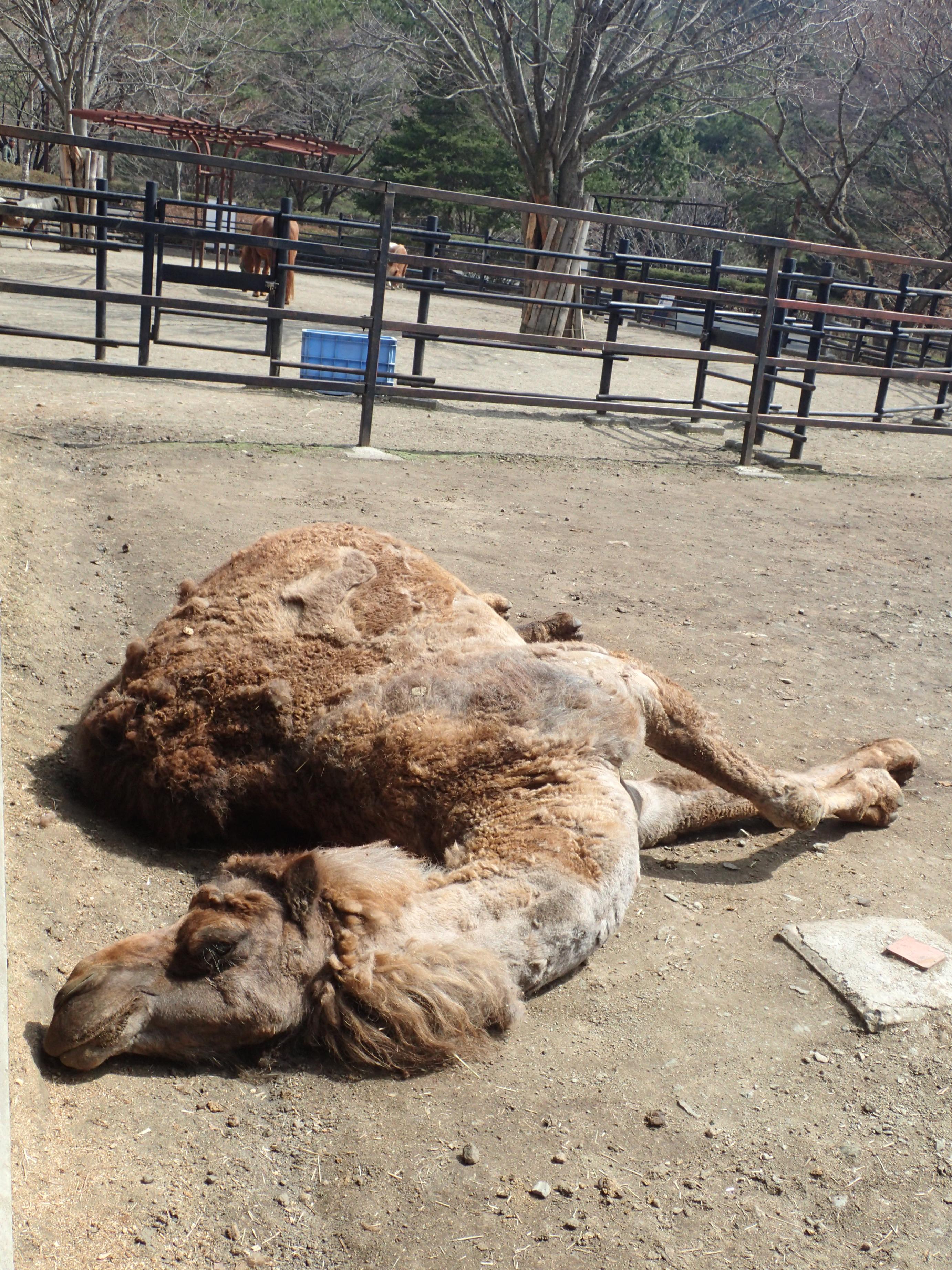 盛岡市動物公園 Zoomo お客さんから ラクダが倒れてる と呼ばれて慌てて見に行ったところ こんな格好でお昼寝していました どうなったらこんな寝相になってしまうのでしょうか 声をかけても触っても起きないほどグッスリ寝ています 気を抜きすぎ