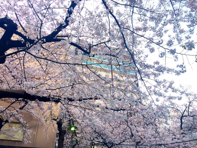 春は出会いも別れも多いね。 冬より春の方が寂しい気がする。 http://t.co/mpbp1CDwEh<a href="/tag/%E3%83%9F%E3%83%8A%E3%83%9F"class="tags"><span>#ミナミ</span></a><a href="/tag/%E3%81%8A%E8%8C%B6%E3%81%AA%E3%81%86"class="tags"><span>#お茶なう</span></a>