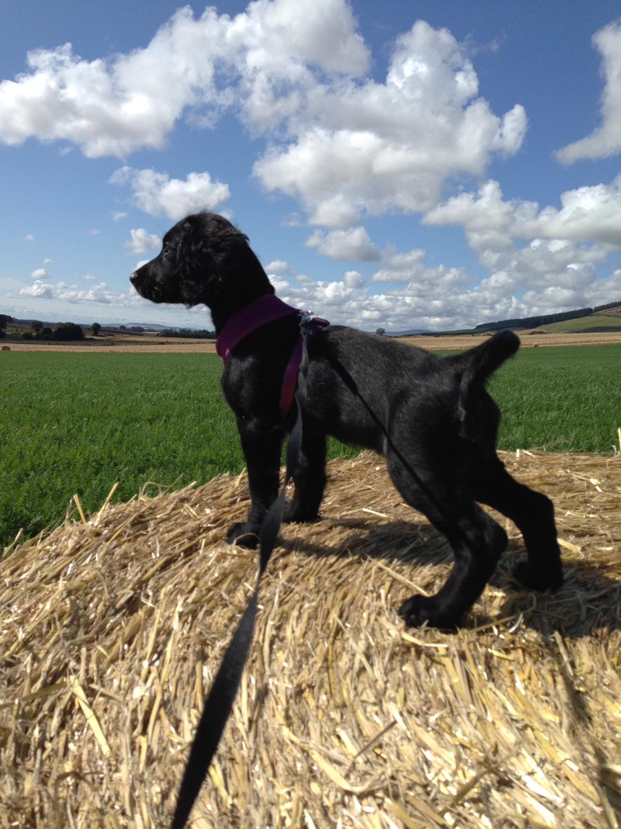 Westertonfarmer's tweet photo. @NFUCountryside Luna hard at work last during 2014 Harvest, she loves playing about in the straw!  #spaniel #farmdog http://t.co/93cCljuitS