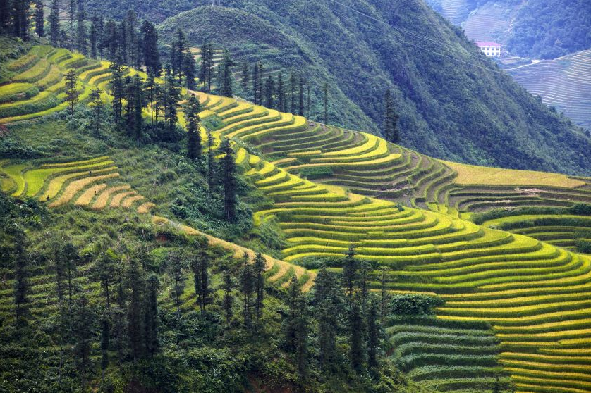 lonelyplanet's tweet image. Stunning! RT @LPTraveller: Pic of the day: the rice terraces of Sapa in #Vietnam.  #lp #travel