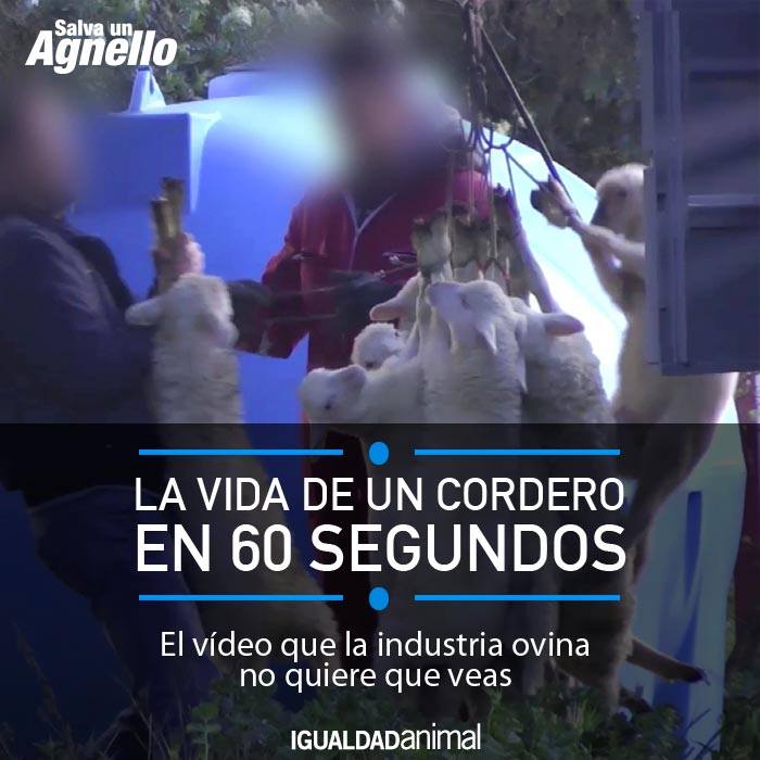 IgualdadAnimal's tweet photo. Miles de personas en todo el mundo han quedado impactadas tras ver este vídeo. ¿Faltas tú? http://t.co/NhGKP7gARD http://t.co/vTWvy0fy5X