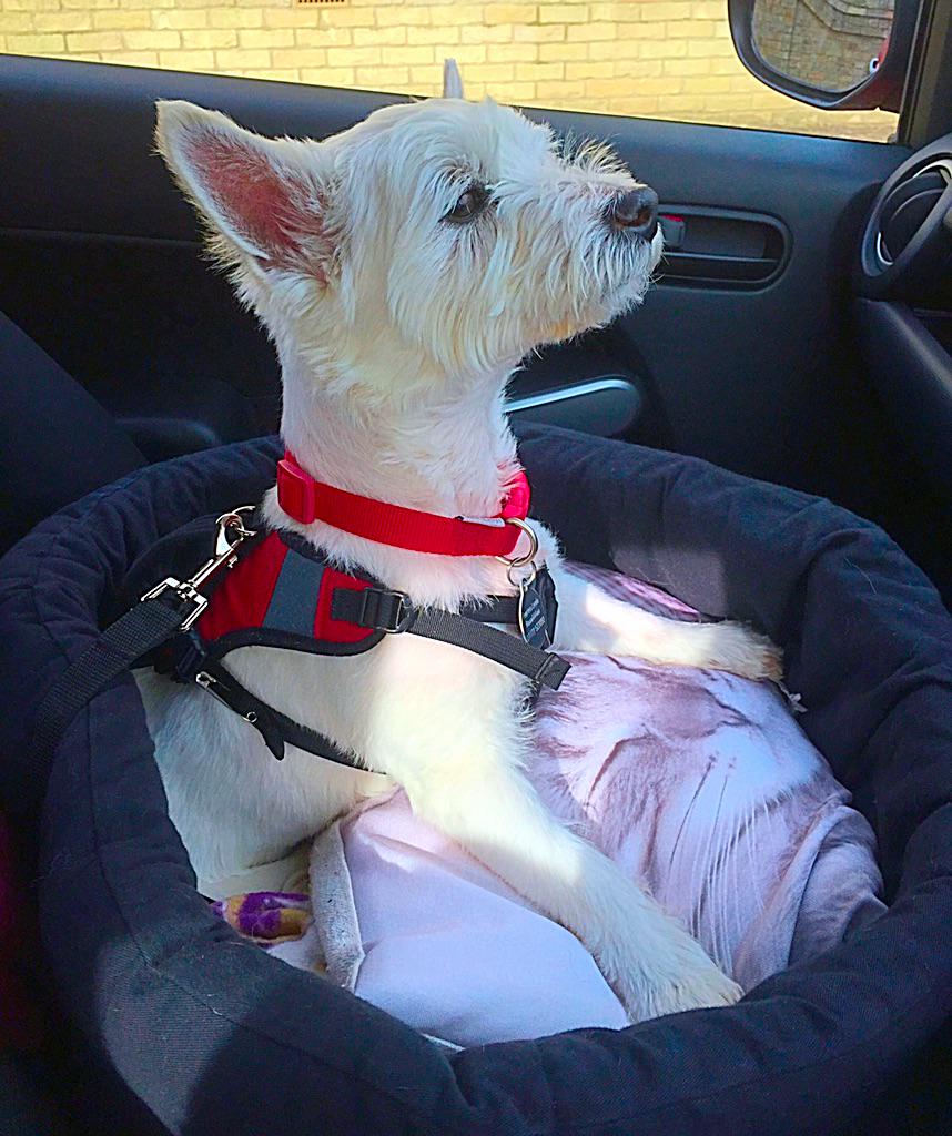 3DogsWhite's tweet photo. #WinstonWednesday #zombiesquad RT @BraveWinston: Are we there yet or wat? http://t.co/To1a6BXMOK