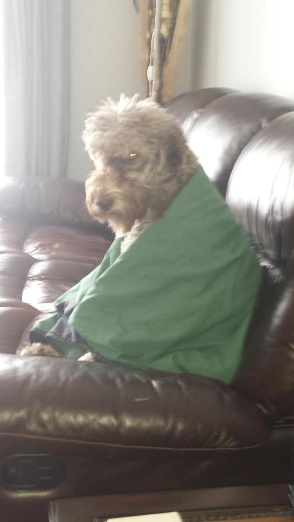 PetSalonMan's tweet photo. Not impressed with the cold weather! #inspiredbypets #canadapetm http://t.co/UuiaCrPS5X