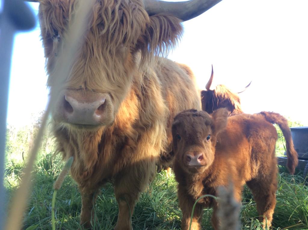 John Chester On Twitter New Arrival Baby Scottish Highland