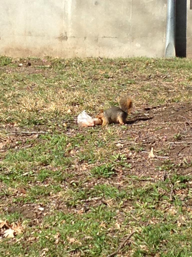 BerreyChad's tweet photo. I just witnessed a squirrel eating a sandwich out of a sandwich bag #mindblown http://t.co/AlkvJlp8Sq