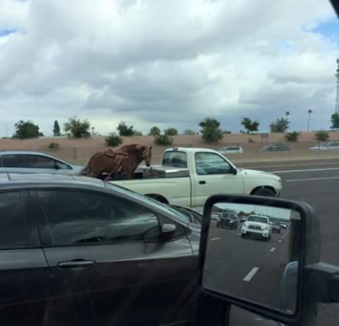 70 mile hr pony cross tied and saddle Phoenix Az #nowiveseenitall