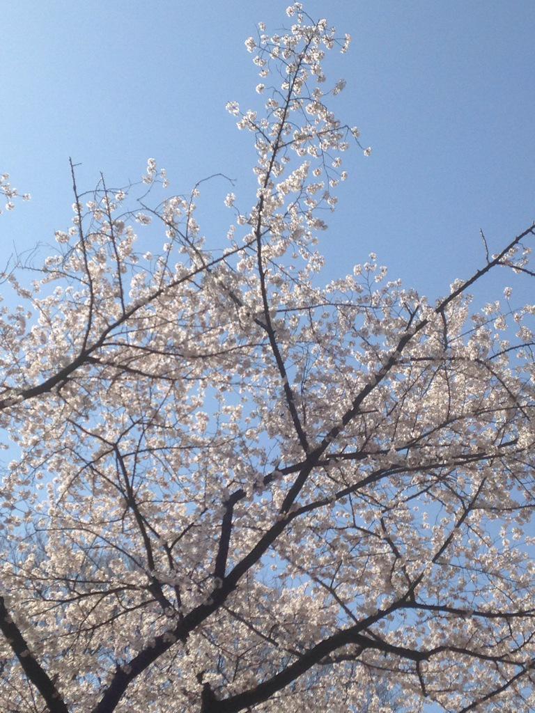 ぱぴつんと諒ちんでお花見行ってきたぜ!そのあとカラオケ行って二人にシャドジョも描いてもらった...♥️楽しかった笑った!ひゅきだるまつくろう 