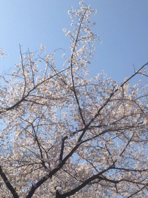 ぱぴつんと諒ちんでお花見行ってきたぜ!そのあとカラオケ行って二人にシャドジョも描いてもらった...♥️楽しかった笑った!ひゅきだるまつくろう 