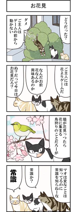 猫達のお花見 週アスCOMIC「我々は猫である」第52回 - 週アスPLUS  