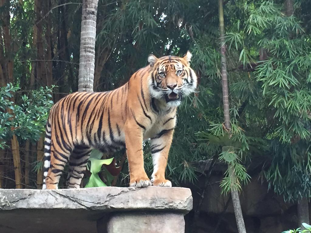 AsAaaAaaaawa's tweet photo. Saw these guys @AustraliaZoo. We need serious rethinking to save their habitat. Any ideas? http://t.co/OfqqOqwGUE