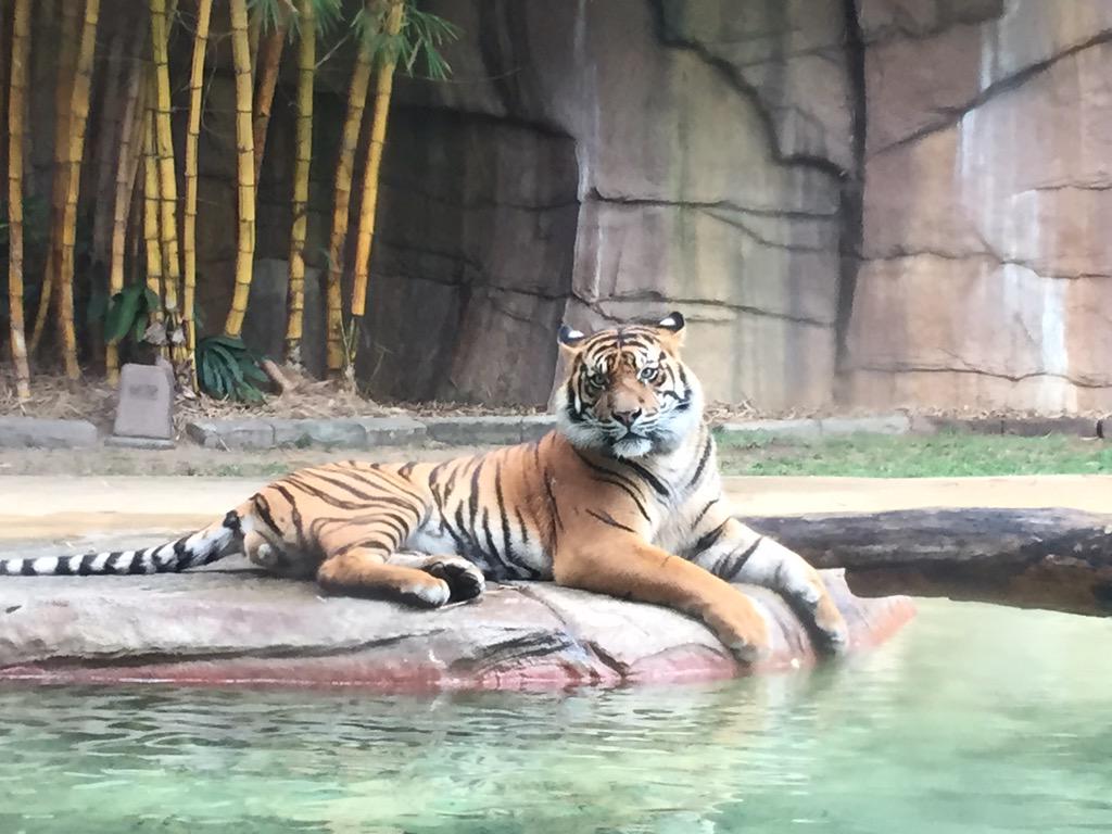 AsAaaAaaaawa's tweet photo. Saw these guys @AustraliaZoo. We need serious rethinking to save their habitat. Any ideas? http://t.co/OfqqOqwGUE