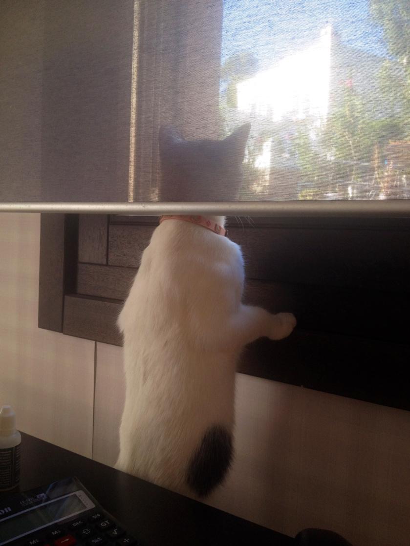 Bak abi tırmık dışarıdan teyit ediyor trafoya bakmış bizimkiler değil diyor.