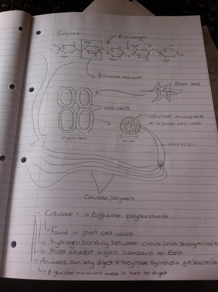 Eco_Charlie's tweet photo. revise cellulose, end up researching symbiotic gut bacteria for an hour. Productive procrastination WIN #uniproblems http://t.co/GyRK9AlhVT