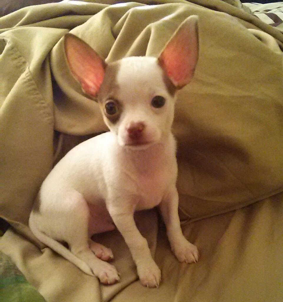 rachelcc82's tweet photo. Titus Kane - the lady killa lol #OurNewSon #HeIsABeastInALittleBody #PupModel #HandsomeHandsome http://t.co/zqgQI88IN4