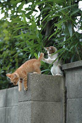 main_exitpaper's tweet image. いいかー、押すなよ！　絶対におす・・・っ！！