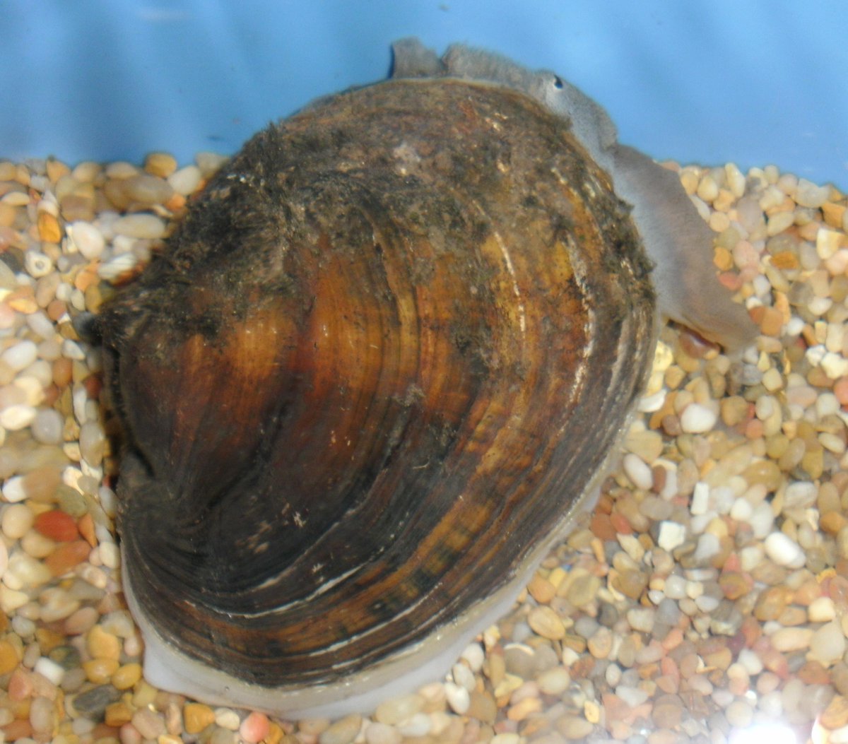 USGSWILDLIFE's tweet photo. Re-establishing threatened #mussel populations may help with filtration in #polluted waterways http://t.co/T1ZPpleVG0 http://t.co/gIOqJ8FJ2E