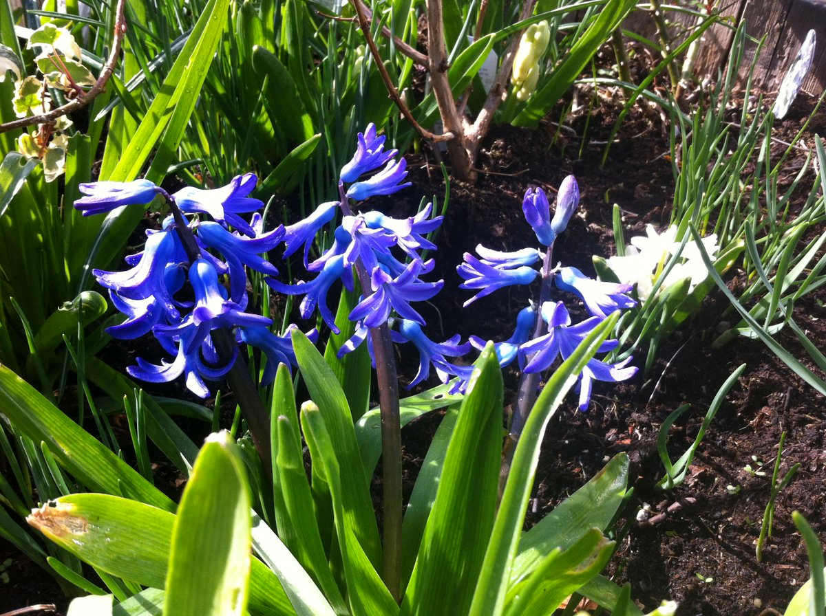 Eco_Charlie's tweet photo. A break in the rain = a break for the brain! #spring #Norfolk #revision http://t.co/EQUw7tNtQ4