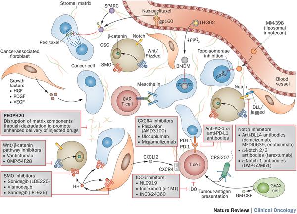 NatRevClinOncol's tweet image. @NatRevClinOncol Pancreatic cancer: from state-of-the-art to promising novel therapies nature.com/nrclinonc/jour…