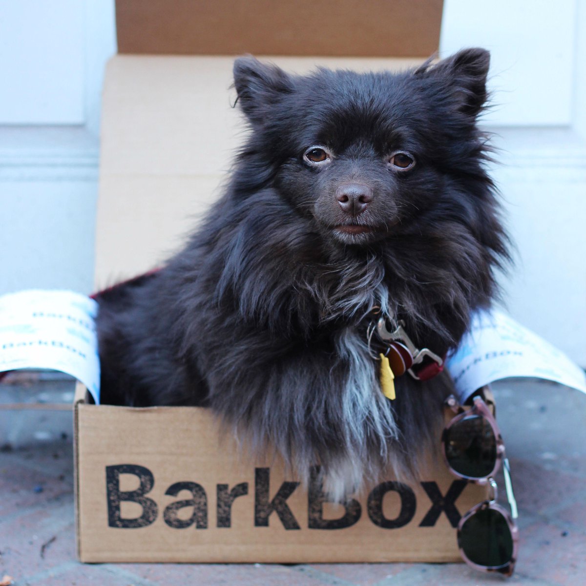 WarbyParker's tweet photo. Join our @warbybarker events tomorrow in NYC, SF, and Venice for a chance to win a @barkbox! http://t.co/ojRBDSFXSw http://t.co/LJlFDWaYjp