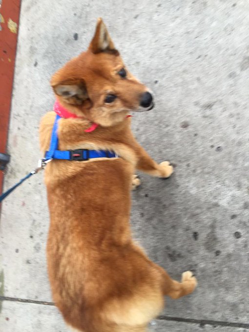 Love my Molly walks http://t.co/VIJJg8FxfE<a href="/tag/mvsales"class="tags"><span>#mvsales</span></a>