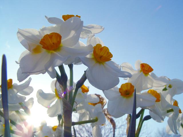 guardian's tweet photo. Signs of spring: share your photos and videos via @GuardianWitness http://t.co/gGjbYzdAYR http://t.co/UglY8YjnnI