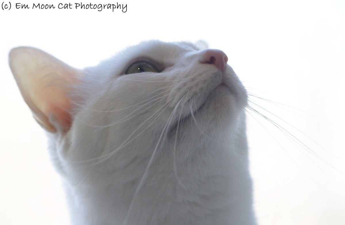 <a href="/pelisoro/">Baba Je🦅🧙‍♀️🌌😎</a> @MurphyJr_00 <a href="/cafrindorrell/">Cat🔰 @cafrindorrell</a> <a href="/WhiskeyTheCAT3/">Whiskey the Cat</a> <a href="/fairhope71/">We💖our pals always #Be more like Lily and Daffy</a> <a href="/Bella_Grace_Cat/">Bella the Cat</a> <a href="/4catsstrapski/">Angel Bode here take back my account.</a> @EmMoonCatPhotos :)