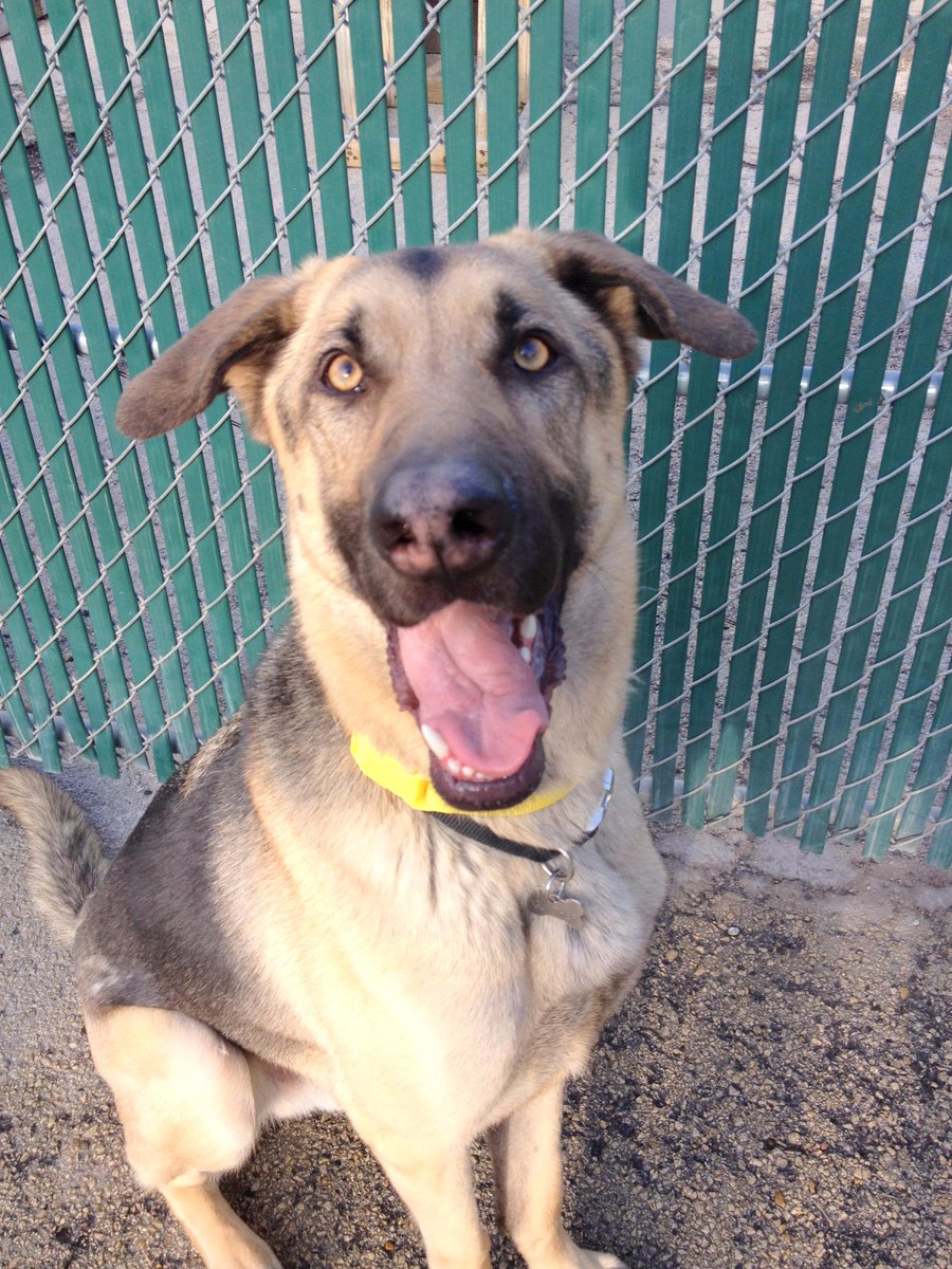 CentralBarkMV's tweet photo. #TongueOutTuesday http://t.co/z7UekBPWf3