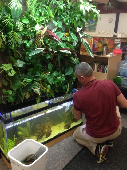 principalfero's tweet photo. Amazing volunteer job. The thankless job of cleaning out fish poop. Thanks Dave! #SibbaldCares @SibbaldSolar http://t.co/MDVT2NEDoH