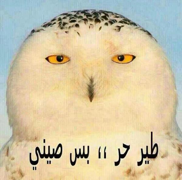 صقر بس صيني ههههههههههههههههه