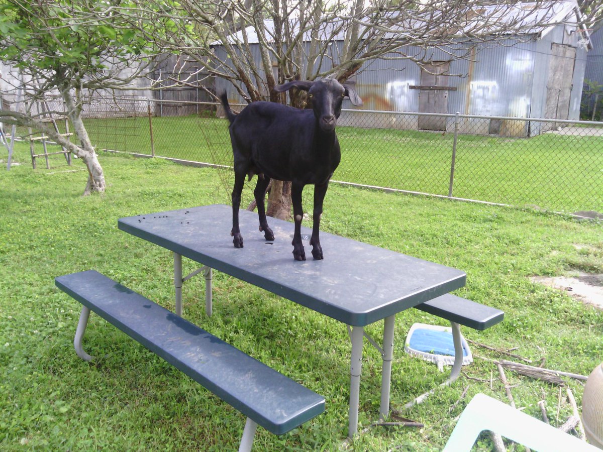BeingNOLA's tweet photo. Hornless #JoanRivers, black as night, scuffin up the table. #MyBackYard #BesideThePoint #OuterBurroughs #Yherd Me http://t.co/pXhxqkMmhq