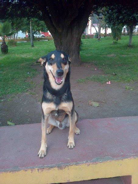 MascotasET's tweet photo. Ziggy está perdido y herido, si lo has visto comunícate con Nicolas al 3108194110 http://t.co/Jk0cgEhY4q