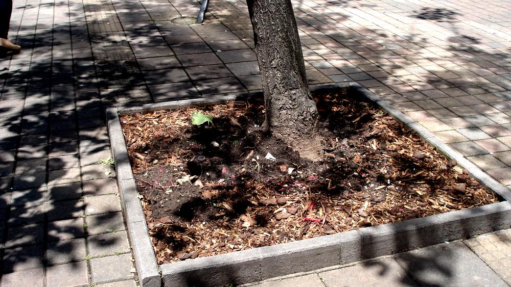 “<a href="/LupeCarpio1/">Lupe Carpio</a>: <a href="/Denuncia503/">#Denuncia503</a> Todas las jardineras de la Amazonas, zona turística de La Mariscal,una verguenza. ”