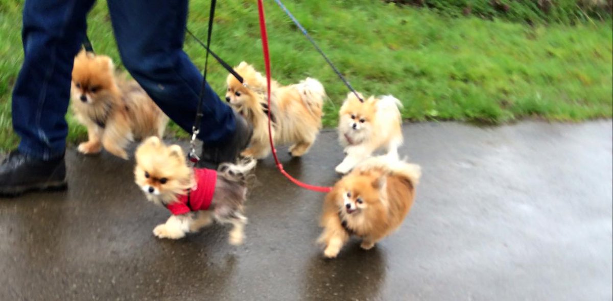 DogspottingOrg's tweet photo. Spot by Maya Javier
The whole squad
#multispot #Dogspotting http://t.co/V4TPnWp5q1