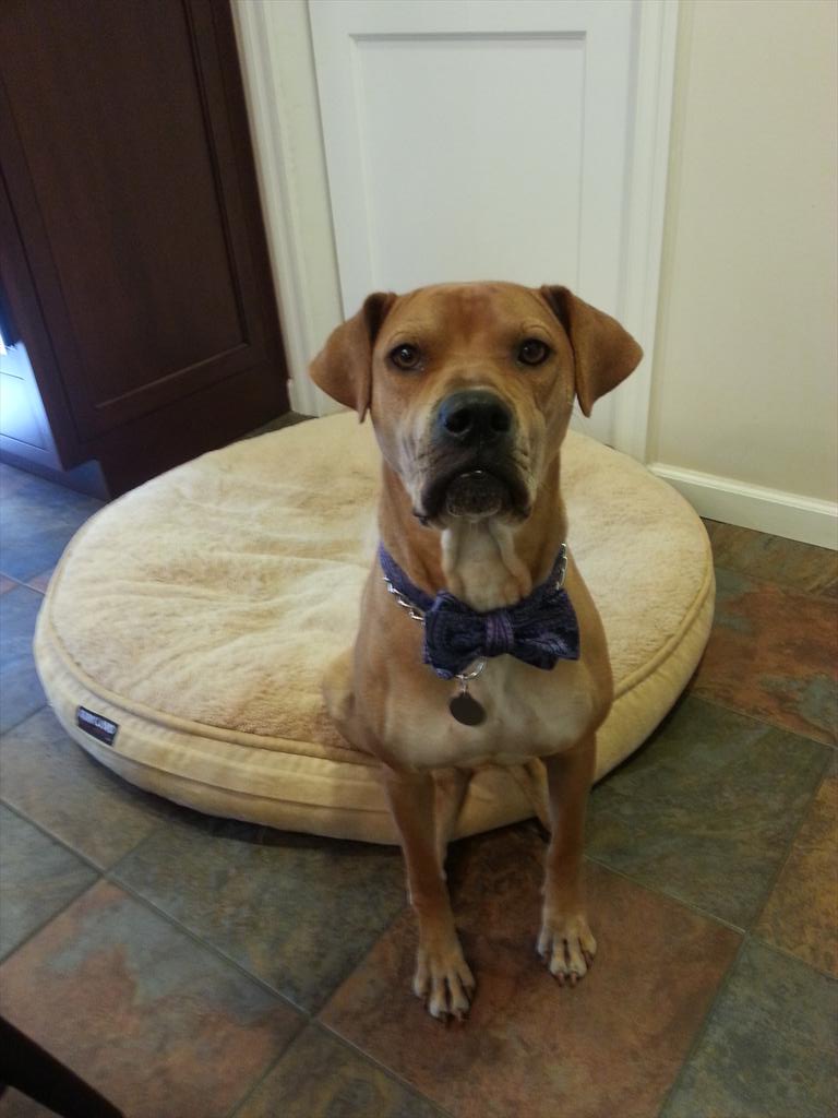 greener1018's tweet photo. Here is Sally! I got her at a public town shelter! #petpicsnow http://t.co/RxChp2aA3C